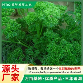 种子;种球;栽培基质