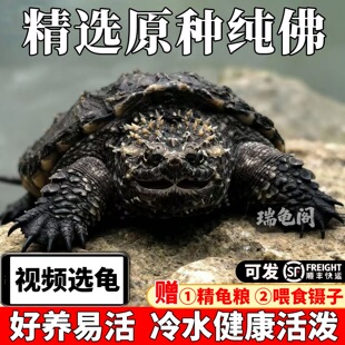 �����{�����̞������������J���˵���ԭ�N��С�s��M���������~