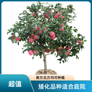 �O��������ش�ͥԺ���Ե����Ϸ������Nֲ�t��ʿ�����޽��O������