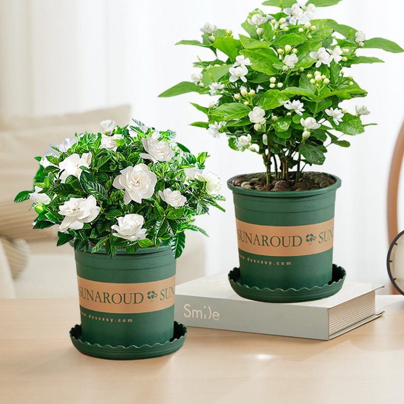 [싹포함] 프리미엄 치자나무 + 자스민(갤런 포트) + 영양액