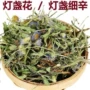云南灯盏细辛