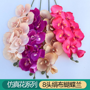 �����m����Gֲ��֦�ٻ����W�����b�ˇܛ�b��c�廨�t��ĵ����