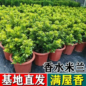 [香水米兰盆栽花卉绿植室内带花苞四季开好养阳台庭院老桩植物树苗]