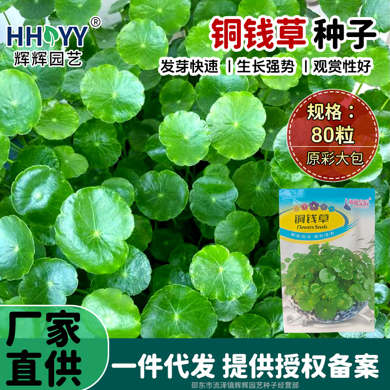 Copper money grass seeds can be cultivated in soil or water. Money…