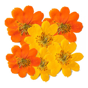 Sulfur Chrysanthemum Specimen Dried Flower Embossed DIY Material Bag Dropping Glue Mobile Phone Shell Aromatherapy Candle Nail Art Photo Petal Makeup