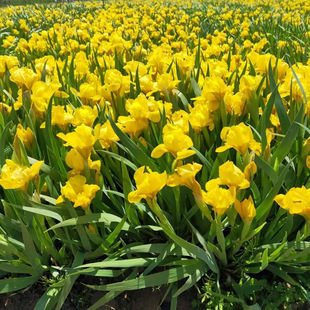 �S������������lˮ���G��ֲ��ˮ�໨�޸������S�Sˮ�Ե��ԾG����