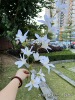 White wedding simulation flower wholesale Korean show wind, white wedding road, flowers, blooming hands, fake flowers