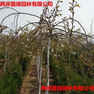 �������l�ѻ��� �ߗU�ѻ�����۴��� ��֦�� ���~�ѸߗU �ѻ���