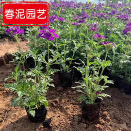 细叶美女樱杯苗  花期长 耐寒耐旱 宿根花卉基地  工程园林绿化苗