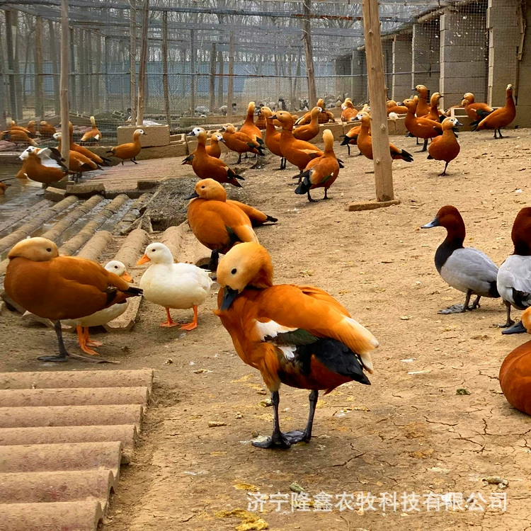 Поставляем различные декоративные водоплавающие птицы и декоративные утки в живописных местах. Продаем живых черных лебедей, мандариновых уток, уток-мандаринок и погружные утки.