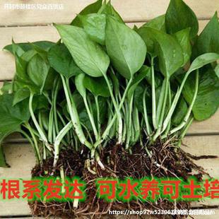 �費���G�}.ˮ��С���費���B�����Ҵ��~�費Ҫ�ľG�}������ֲ��