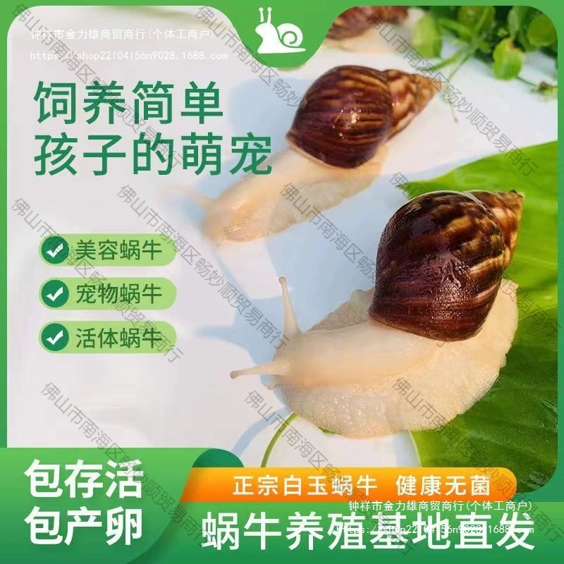 Оптовые улитки для наблюдательных экспериментов учащихся, большие улитки для ларьков, оптовые белые нефритовые улитки для разведения и наблюдения за домашними животными.