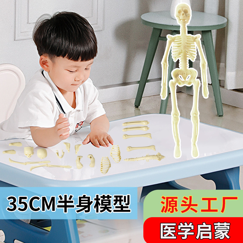 Transfronterizo pequeño modelo de esqueleto humano Amazonas esqueleto de cuerpo completo DIY infantil educación temprana juguetes de maniquí humano