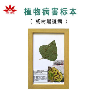 Plant Diseases and Insect Pests Specimens, Poplar Trees and Black Spot Disease Plant Pathology Teaching Specimens