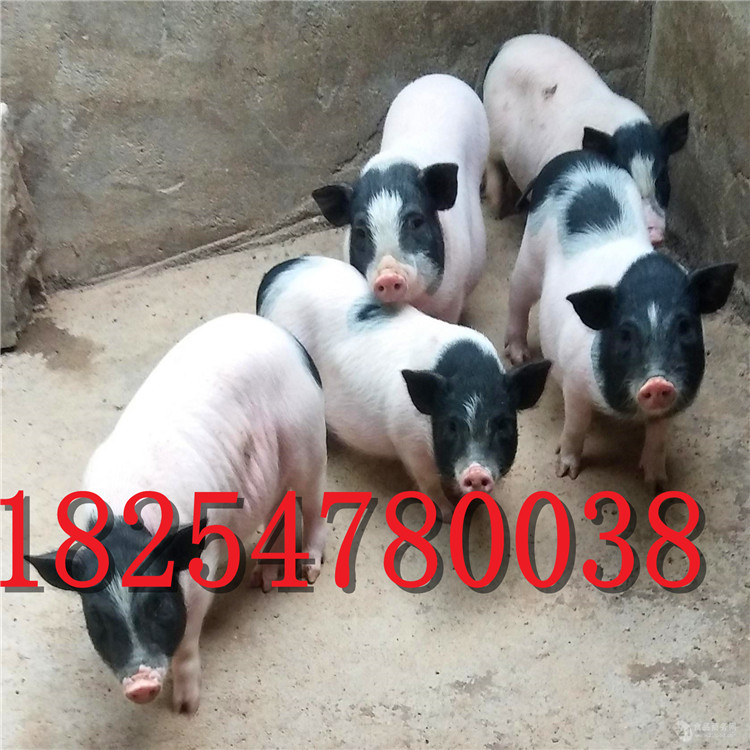 巴马香猪批发出售 迷你香猪家庭养殖 巴马香猪大量出售宠物小猪苗