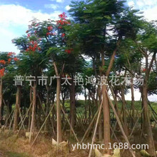 8分移植乔木洋楹树绿化树苗苗金凤苗红花楹广东普宁艳鸿波花木