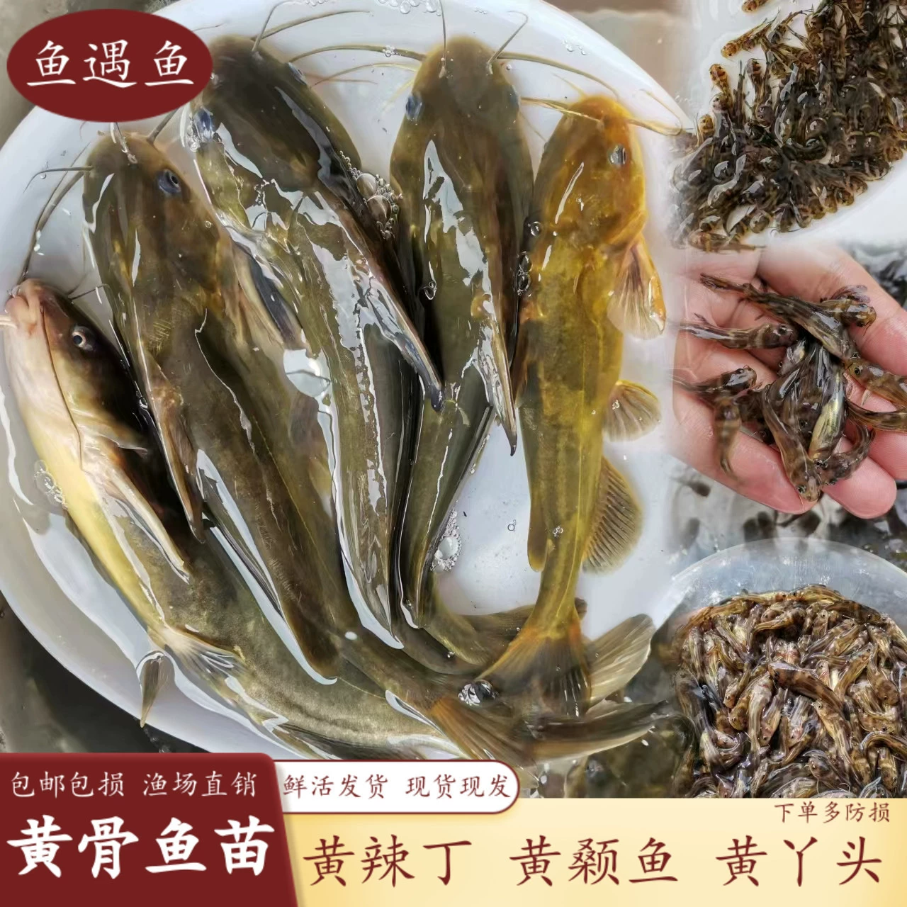 Желтая костная рыбка, желтая пряная рыбка, желтая рыбка с коротким носом, желтая рогатая рыбка в пресноводном хозяйстве, желтая пряная рыбка