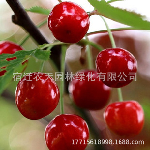 ������Ҙ���޽���܇���Ӵ�������Ϸ������Nֲ������Ԯ���Y��