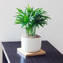 ����Ҭ��Ȥζ�Gֲ�҃Ⱥ��B��ɢβ�����������������^�~�Pβ��