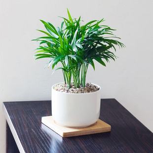 ����Ҭ��Ȥζ�Gֲ�҃Ⱥ��B��ɢβ�����������������^�~�Pβ��