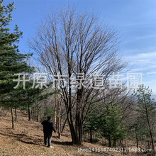 丛生五角枫景观造园树批发东北五角枫大树荒山造林元宝枫容器小苗