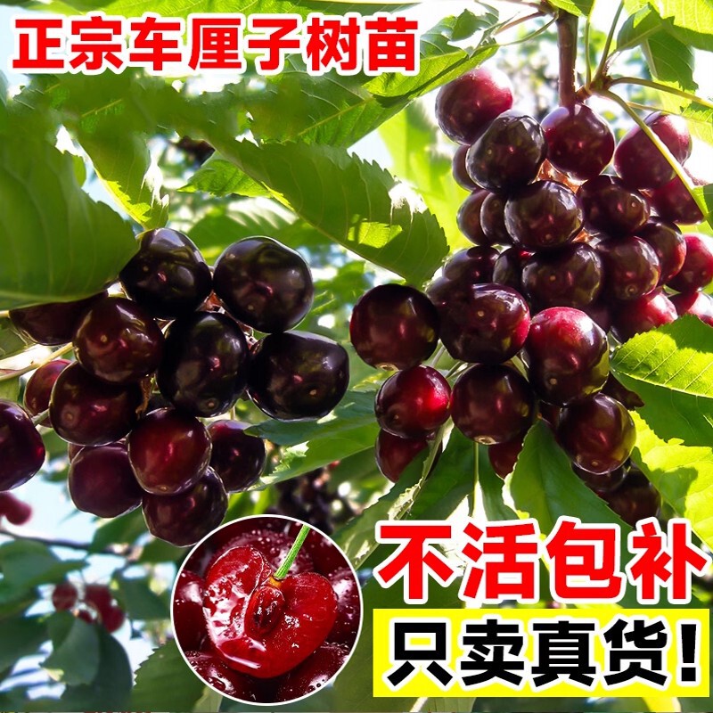 Cherry Saplings, Cherry Saplings, Southern and Northern Planting Potted Courtyard Fruit Trees, Dwarf Cherry Trees, Large Cherry Seedlings