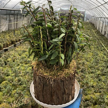 石斛盆栽批发三年铁皮苗红杆木桩金钗苗绿植花卉