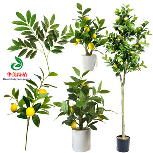 �羳���晎���~ �҃ȼٙ��ʘ��辰 ����G�~���Ԕ[�� �٘�Gֲ��