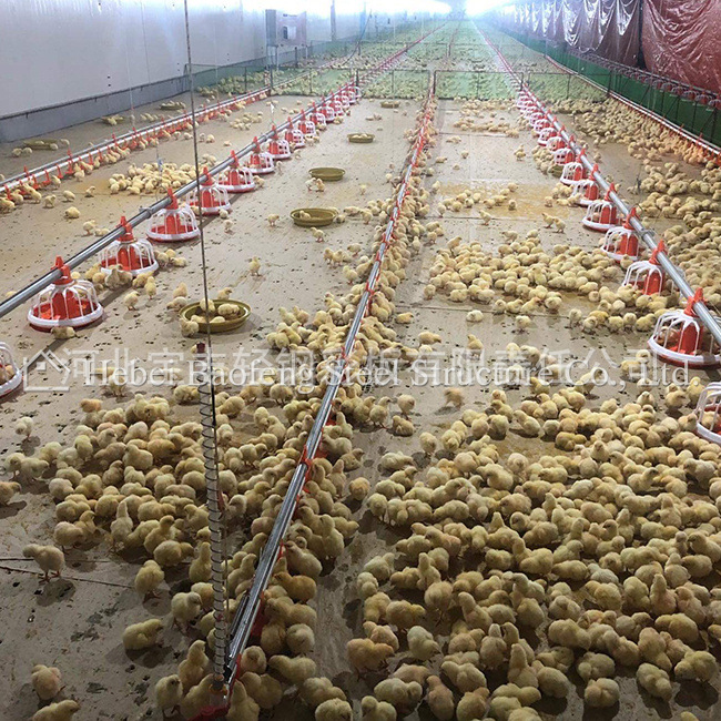 河北钢结构养鸡鸡舍 肉鸡平养 钢结构鸡棚自动料线 出口坦桑尼亚