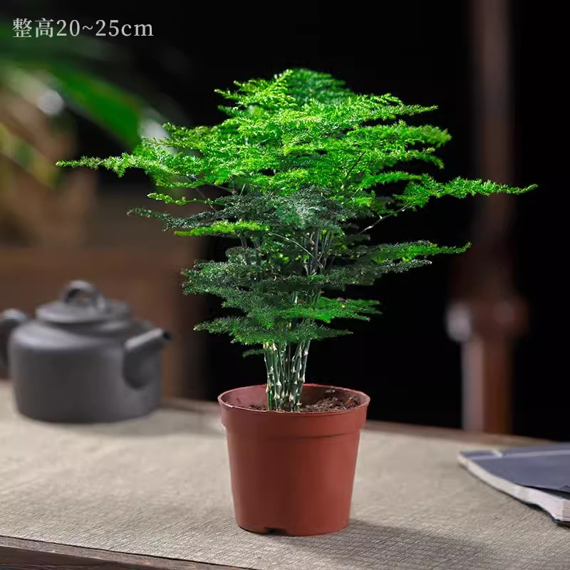 [추천] 고급스타일 아스파라거스 + 심플냄비 [무료뿌리가루]