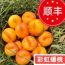 蒙阴彩虹油蟠桃5斤新鲜水果当季顺丰包邮孕妇黄心油桃脆扁油蟠桃
