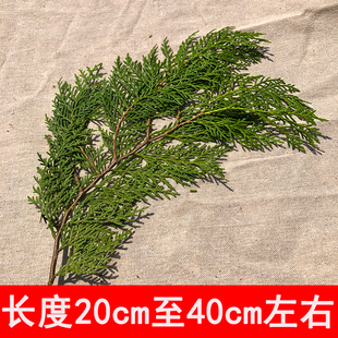 ?�}�Q��֦�l �[�P�b��ɰ��~�Ȱ��~ �Y��ϲ�������r�Ȱ�֦�����b