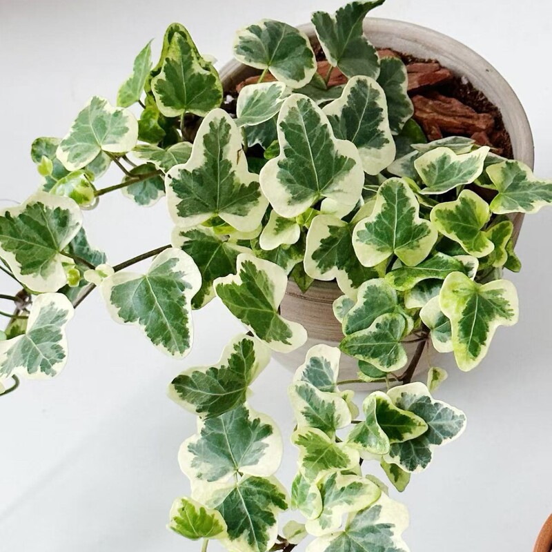 Snow Ivy Potted Plant, Introduced from Japan, Suitable for Indoor and Outdoor Balconies and Gardens, Hanging Basket Green Plant, Easy to Care For, Ornamental Foliage Snow Ivy Potted Plant, Introduced from Japan, Suitable for Indoor and Outdoor Balconies and Gardens, Hanging Basket Green Plant, Easy to Care For, Ornamental Foliage