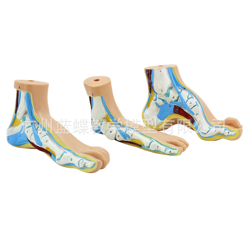 ��ѧ�����������ƽ�㹭����߹��� �㹭�㲿����������ʽ�ģ��