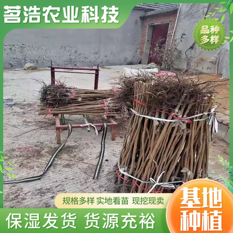 嫁接脆甜柿子树苗 南方北方种植果树苗地栽四季种易活当年结果柿