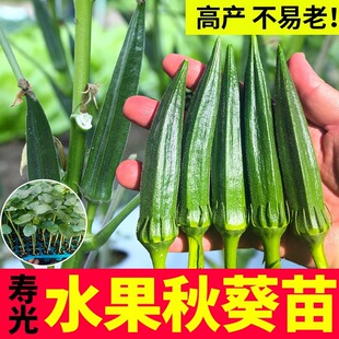 ˮ������N���紺���߲�����������ļ������S������玧������