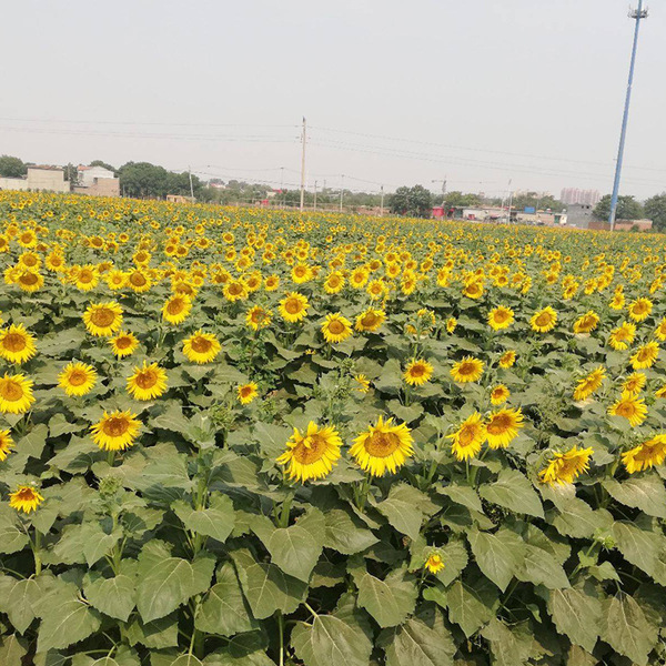 Yanyou American Oil Tiger Short Big Head Sunflower Seeds S668 High…