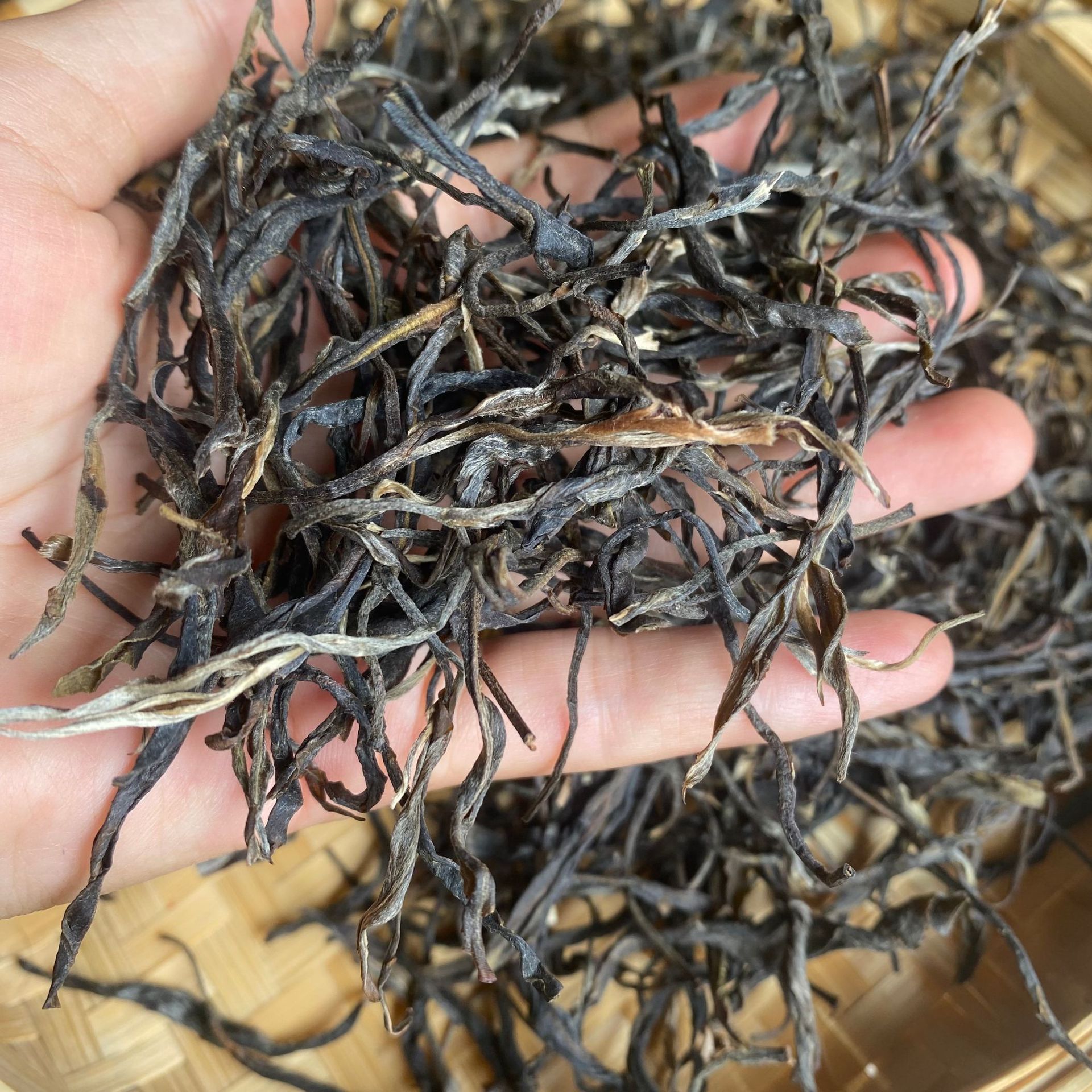 운남 봉황산 보이차 생차 산차 잎차 500g