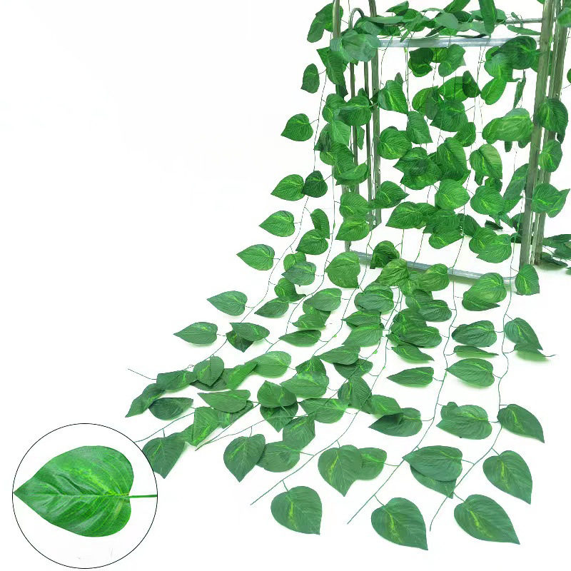 36leaves 2.3m green radish leaves