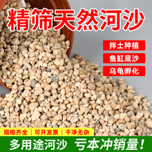 河沙粒精筛粗河砂多肉铺面石君子兰配土颗粒种植养花鱼缸造景底砂