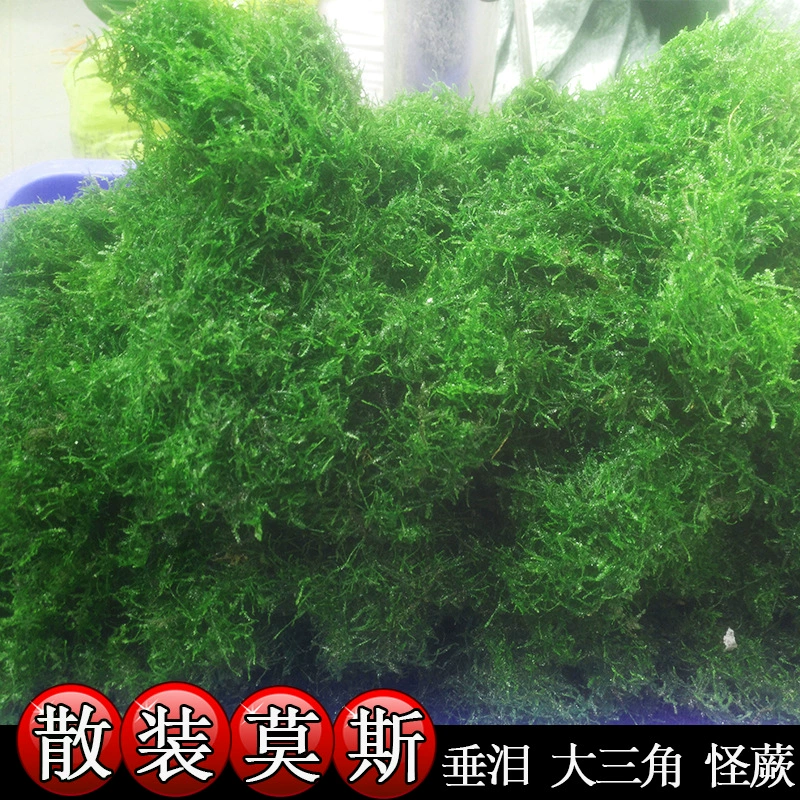 Объемный Большой треугольник Плачущий Tricholoma matsutare маленький треугольник Кристалл пламя странный папоротник моль мох настоящие водные растения