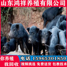 雲南藏香豬養殖基地 現貨供應50-80斤的優質藏香豬 貨到付款