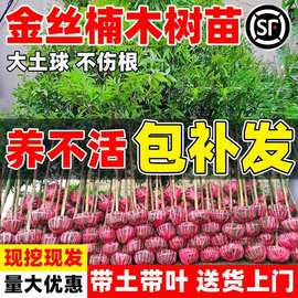 基地批发金丝楠木树苗庭院四季常青名贵小叶桢楠盆栽南北方种植苗