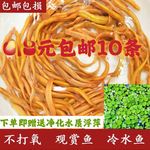 黄金鳅清道夫好养观赏鱼黄金泥鳅淡水鱼小金鱼耐活观赏鱼包邮