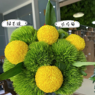 Direct Shipment from Kunming Flower Base: Real Flowers of Chrysanthemum and Green Pom-Pom, Suitable for Water Cultivation and Flower Arrangements, with an Extended Blooming Period, Free Shipping on Amazon