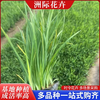地被马兰苗花坛绿化花苗 马兰花公园公路用苗 蓝花宿根马兰花卉