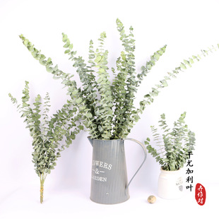 �S����Ȼ�L���ȼ����~ �ɻ����lС���~��Ϧ������� ɭϵ���~�b�