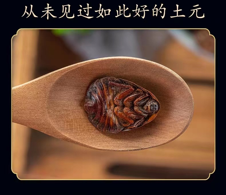 Dried Ground Beetle Tu Bie Chong Whole Insect Chinese Herb Eupolyphaga 500g Loose Bulk specifications