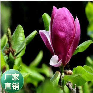 ���l��N���m�N�����ķN�ӏV���m�N�Ӱ����m�N��ͥԺ�^�p���N��