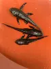 Black Scavenger 6-7cm (3 items)